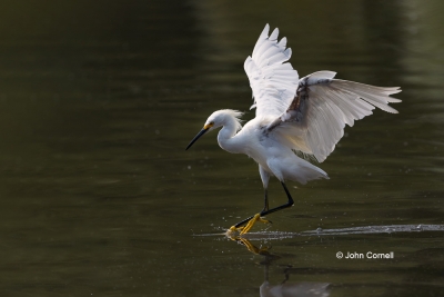 Egret;Egretta-thula;Feeding-Behavior;Fishing;Flying-Bird;Photography;Snowy-Egret